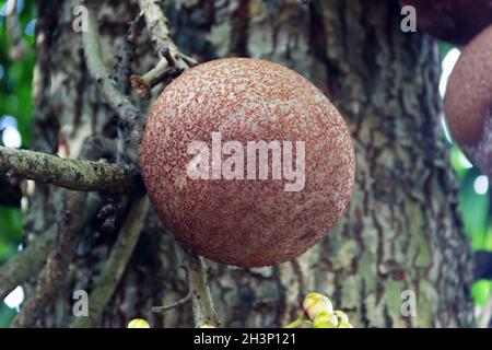 Apple di elefante Foto Stock