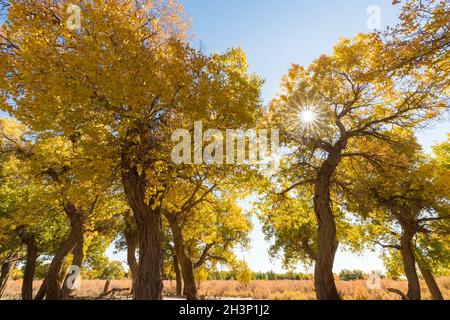 Foresta di Populus euphratica in ejina Foto Stock