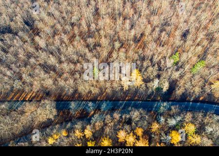 Strada di campagna attraverso la foresta da una vista a volo d'uccello Foto Stock