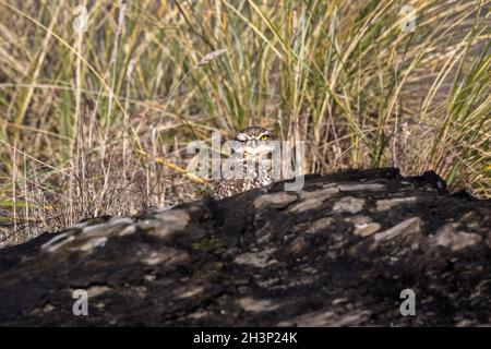 A Burrowing Owl Ritratto, California del Nord, USA Foto Stock