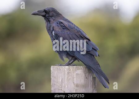 Un ritratto di un Raven selvaggio nella California del Nord, Stati Uniti Foto Stock