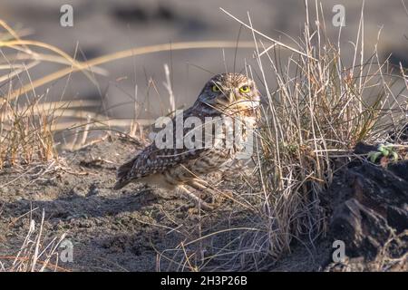 A Burrowing Owl Ritratto, California del Nord, USA Foto Stock