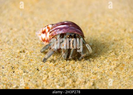 Granchio eremita, Diogenes sp. Eremita o diogenes granchio in una bella gasteropode guscio Foto Stock