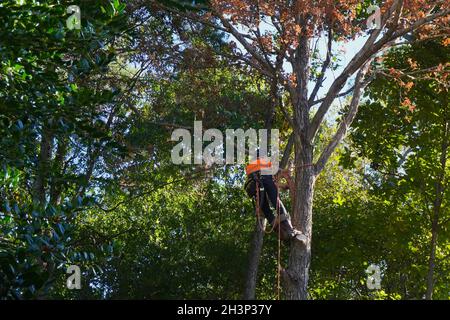 Arborista che arrampica un albero morto in preparazione per la rimozione dell'albero Foto Stock