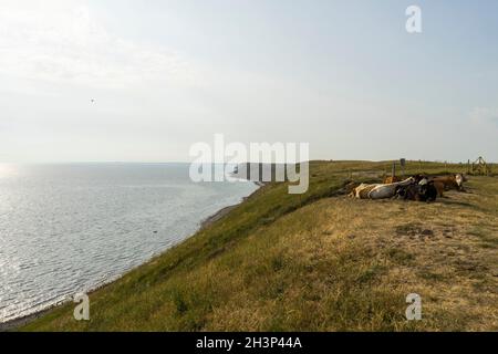 Ystad, Scania, Svezia - 06 20 2021 : mucche che riposano ad Ales Stones Foto Stock