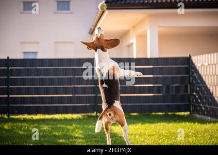 Beagle cane saltando e giocando con una palla in giardino verde parco. Foto Stock