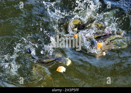 Le carpe cinesi nuotano in un laghetto Foto Stock