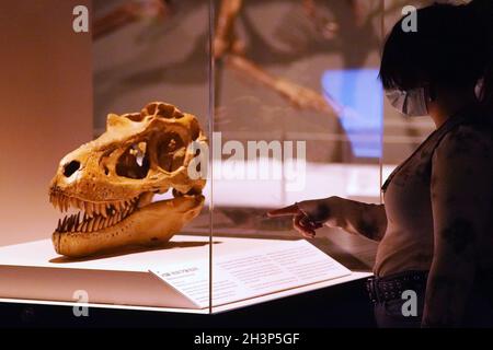 St. Louis, Stati Uniti. 29 ottobre 2021. I visitatori hanno letto di un giovane cranio T-Rex, creduto di avere 66-68 milioni di anni, trovato nel 1942 in Montana, al St. Louis Science Center di St. Louis venerdì 29 ottobre 2021. Il nuovo allestimento, Tyrannosaurs: Meet the Family, è la prima mostra al mondo che presenta l'albero della famiglia dei tirannosauri, recentemente rivisto, con modelli di tutte le dimensioni che si apriranno al Science Center il 30 ottobre 2021. Foto di Bill Greenblatt/UPI Credit: UPI/Alamy Live News Foto Stock