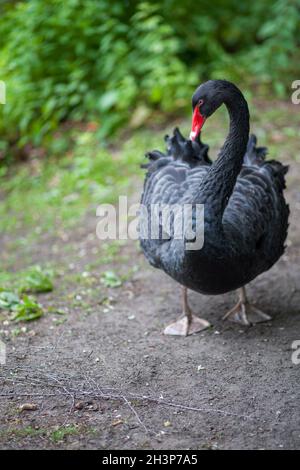 Ritratto del cigno nero o Cygnus atratus Foto Stock