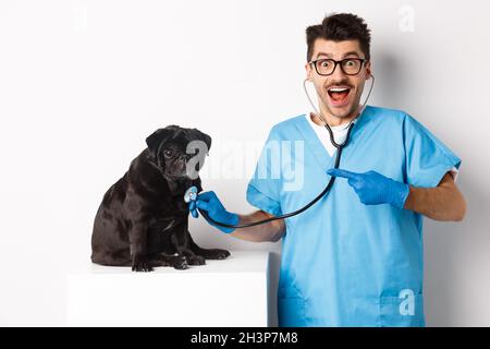 Bel veterinario in clinica vet esame carino nero pug cane, puntando dito su animale durante il check-up con stetoscopio, bianco Foto Stock