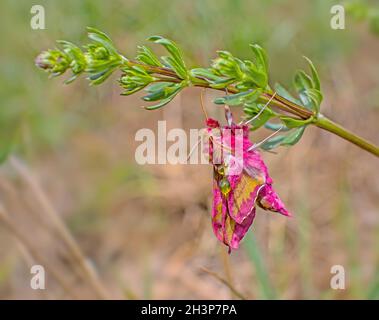 Piccolo falco elefante-falce 'Deilephila porcellus' Foto Stock