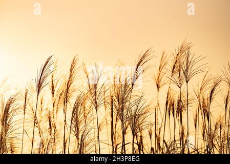 I gambi di erba che soffiano nel vento alla luce del tramonto dorata. Foto Stock