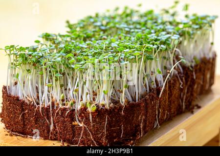 Micro verde rucola germogli in primo piano. Foto Stock