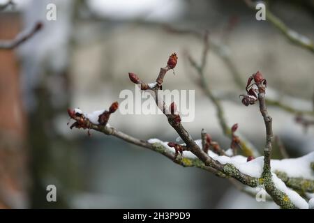 Aesculus hippocastanum, Ippocastano, in inverno Foto Stock