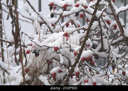 Rosa canina, rosa canina, neve Foto Stock