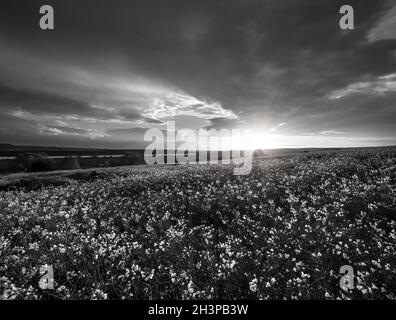 Scala di grigi. Primavera campi gialli di colza, cielo nuvoloso tramonto sera, colline rurali. Naturale stagionale, clima, countrisid Foto Stock