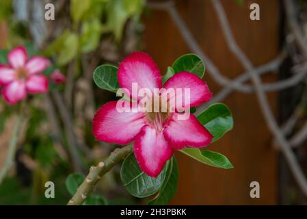 Primo piano di Desert Rose (Adenium obesum) è un bellissimo fiore di colore bianco nella regione interna e rosa alle sue estremità. Fiore ampiamente coltivato e. Foto Stock