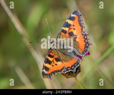 Piccolo tartaruga 'Aglais urticae' Foto Stock