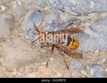 Hornet 'Vespa Crabro' Foto Stock