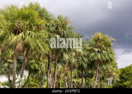 Palma di cera o Carnauba , pianta originaria del Brasile nord-orientale Foto Stock