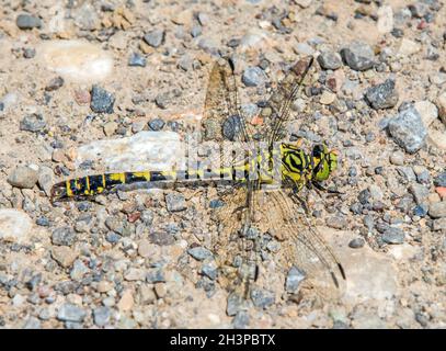 Dragonfly con occhi verdi e coda a gancio 'Onychogomphus forcipatus' Foto Stock