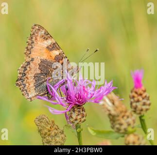 Piccolo tartaruga 'Aglais urticae' Foto Stock