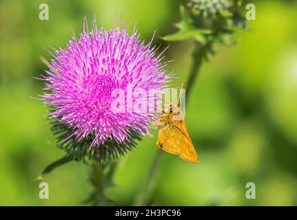 Piccolo scipper 'Thymelicus sylvestris' Foto Stock