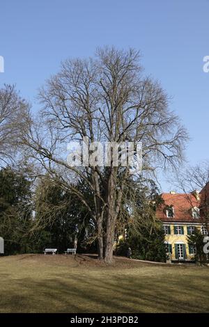 Aesculus hippocastanum, ippocastano Foto Stock