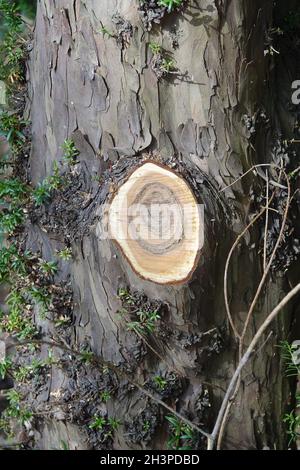 Taxus baccata, tasso, corteccia Foto Stock