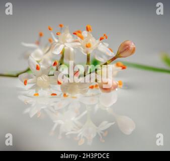 Fiori galleggiante sull'acqua Foto Stock