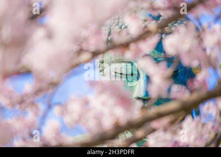 Sakura del Grande Buddha di Kamakura e piena fioritura Foto Stock