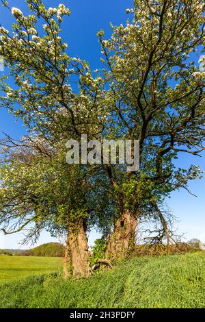 Vecchio albero di mele gnarled Foto Stock