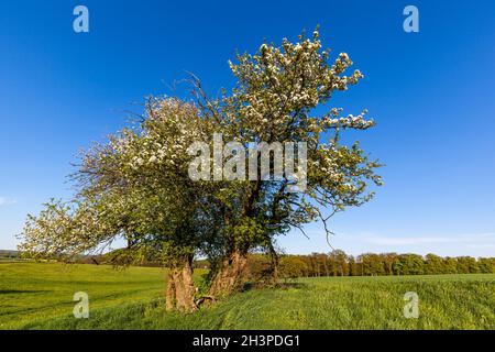 Vecchio albero di mele gnarled Foto Stock