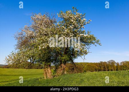 Vecchio albero di mele gnarled Foto Stock