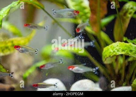 Tetra Hemigrammus bleheri in serbatoio di pesce Foto Stock