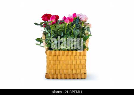 Rosa cinese colorata in cesto di fiori Foto Stock