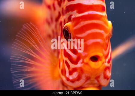 Discus Symphysodon, pesce d'acqua dolce originario del Rio delle Amazzoni, in serbatoio di pesce Foto Stock