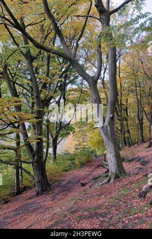 Stretti sentieri nel bosco autunnale con foglie d'arancio e d'oro contro gli alberi scuri nella valle colden vicino al ponte di hebden Foto Stock