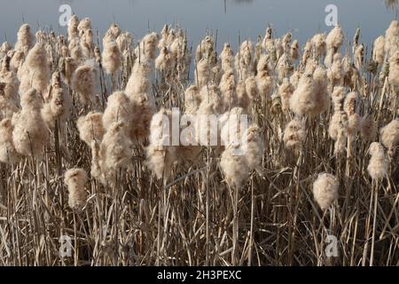 Typha latifolia, bulrush comune Foto Stock
