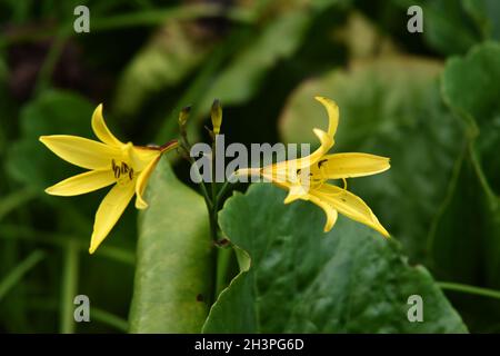Gigli Foto Stock