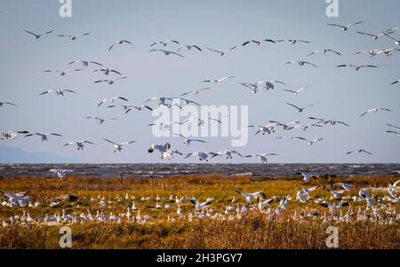 Richmond, Canada. 29 ottobre 2021. Greggi di oche innevate volano su un campo vicino al fiume Fraser a Richmond, British Columbia, Canada, 29 ottobre 2021. Credit: Liang Sen/Xinhua/Alamy Live News Foto Stock