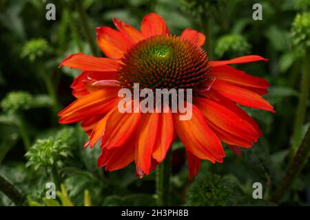 Echinacea purpurea Foto Stock