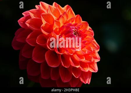 Palla dahlia, Robin Hood Foto Stock