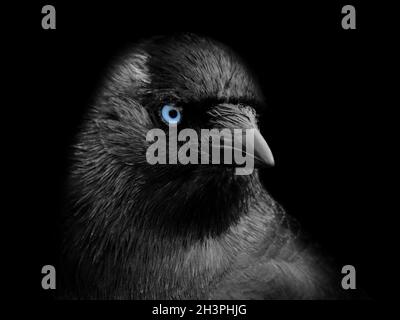 Primo piano ritratto di una testa di jackdaw in profilo con occhi blu su sfondo nero Foto Stock