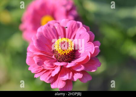 Fiore di Zinnia, primo piano rosa. Esterno in giardino. Foto Stock