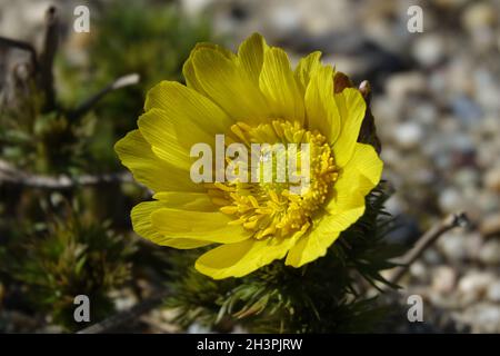 Adonis vernalis, occhio di fagiani primaverili Foto Stock