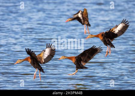 Un gruppo di anatre fischianti che atterrano su un lago. Foto Stock