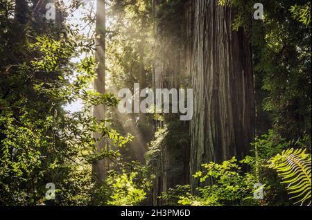 Soleggiato paesaggio della foresta di sequoie della California settentrionale. Nebbia costiera e la luce del sole. Foto Stock