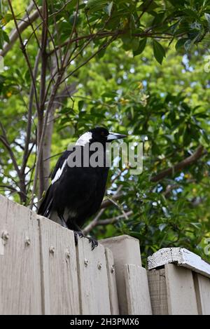 Allarme magpie australiano, arroccato su una recinzione di legno bianco, guardando in lontananza Foto Stock