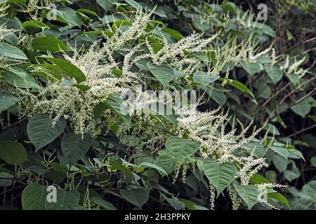 Alghe giapponesi ( Falopia japonica ). Foto Stock